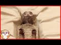 CHI SONO LE MUMMIE ALIENE SCOPERTE IN MESSICO?