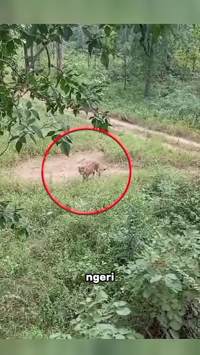 ORANG INI MEMANJAT POHON SAMBIL MEREKAM PENAMPAMPAKAN HARIMAU #shorts