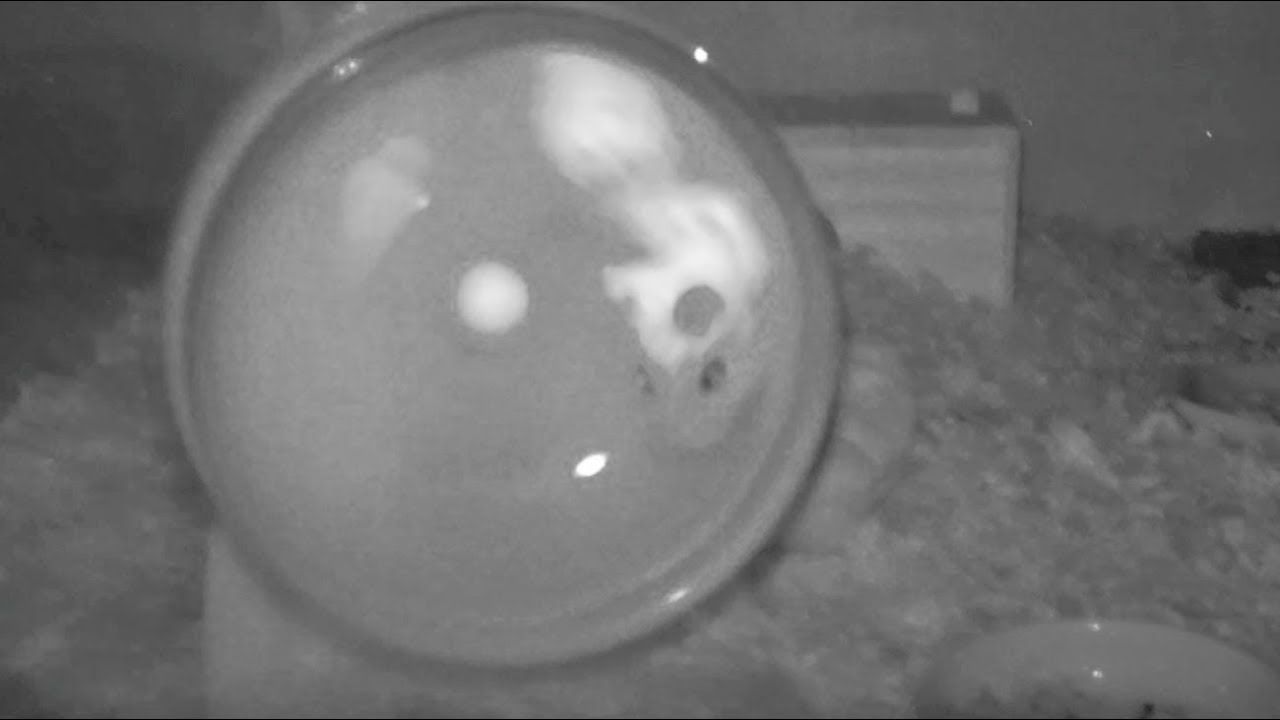 パールドワーフハムスター暗視カメラ 暗闇でランナーを見つけました！ Pearl Dwarf Hamsters Night Vision