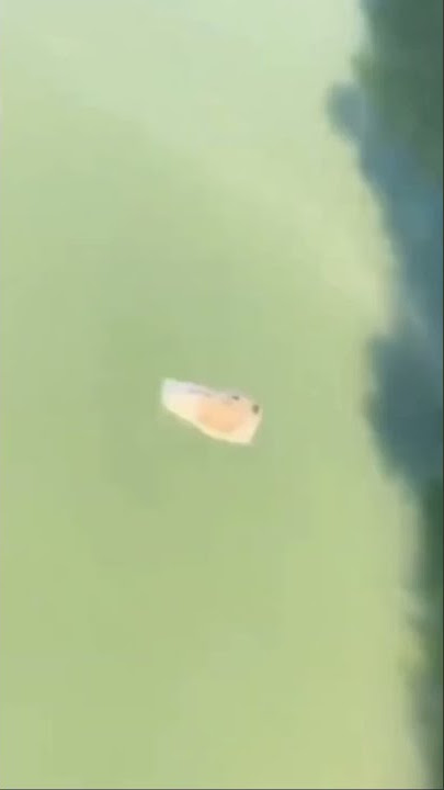 Lempar Batu Dari Jembatan Malah Kena Burung!