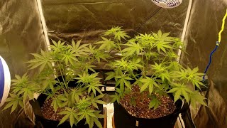 Seed to Harvest Series Kosher Cake & Lemon Pie Autoflower Spider Farmer SE3000 & 3x3 Grow Tent