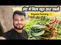 Aaj Khet Se Sabji Tod Kar Maja Aa Gaya | Saran Ka Chhora 