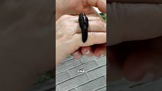 😱 ЧТО ДЕЛАТЬ, ЕСЛИ ВАС УКУСИЛА ПИЯВКА 🚨 #наука #интересно #факты