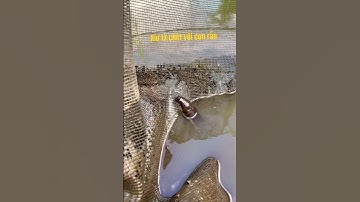 Con rắn nguy hiẻm