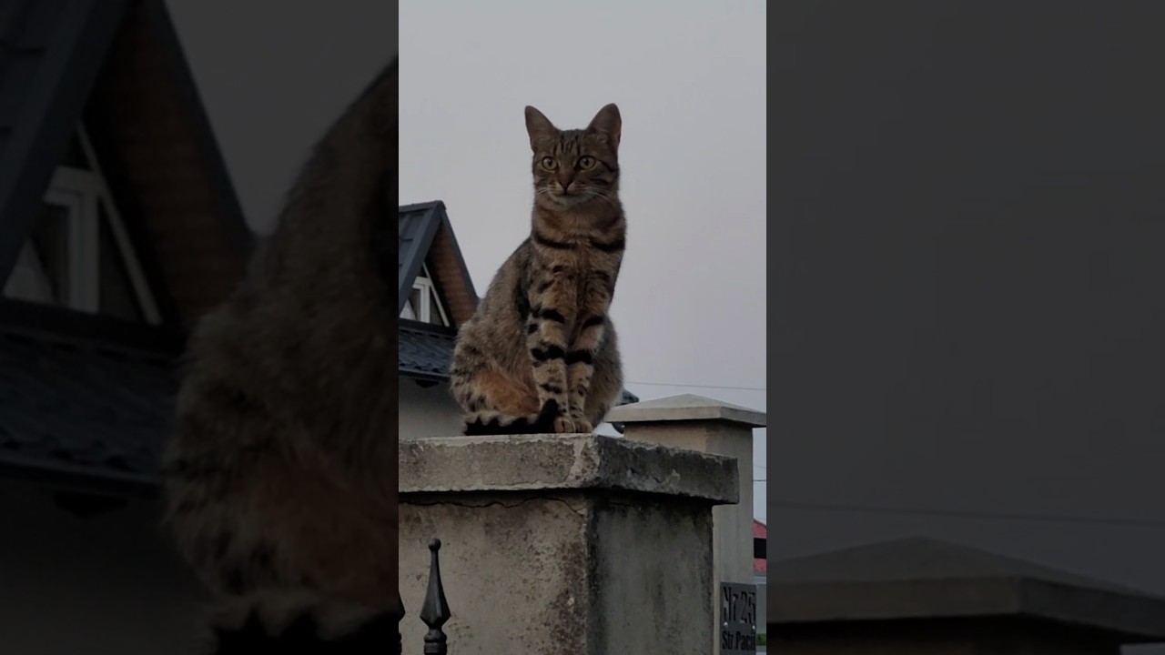 cat in the itami o kanjiro mood 