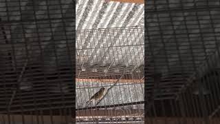 Download Lagu Pleci lokal sulawesi ngalas, ngamuk #kicaumanianusantara #kicaumania #kenari #pleci MP3