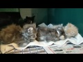 Kittens just waking up