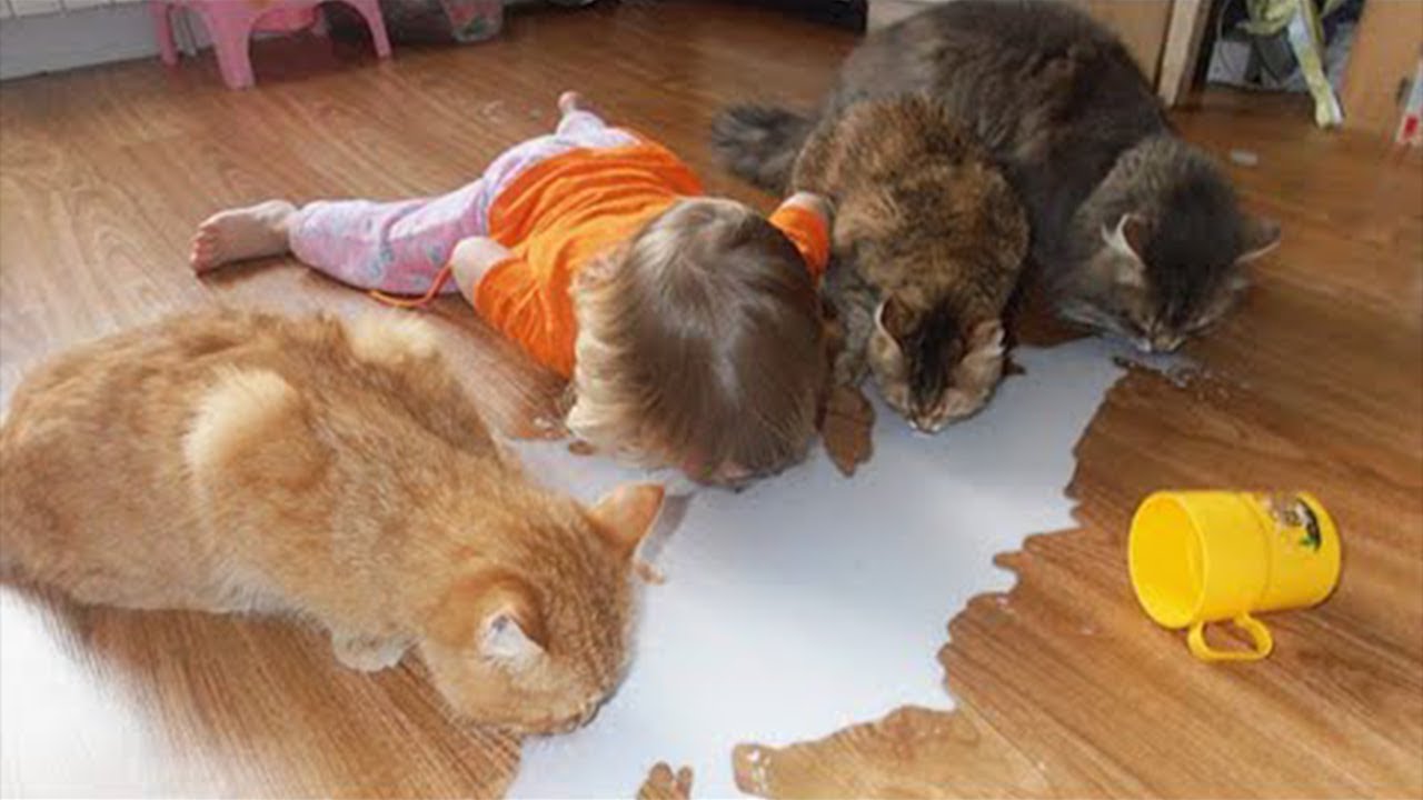 Почему КОШКАМ нельзя давать МОЛОКО - YouTube