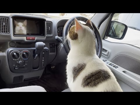 慣れない車の中を恐る恐る探検する猫