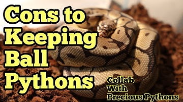 Cons to Keeping Ball Pythons | Collab With Precious Pythons