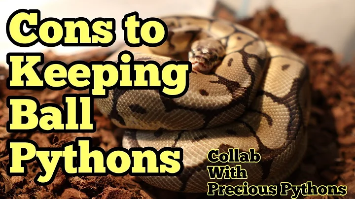 Cons to Keeping Ball Pythons | Collab With Precious Pythons