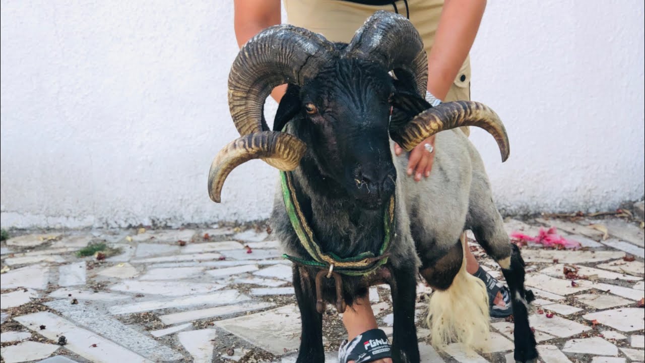 9  أكباش 🐏 منزل بورقيبة ترحب بكم 🇹🇳