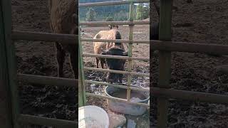 BISON IN A BUCKET