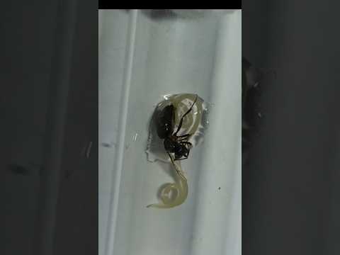 Video: Jak vypadá mravenčí královna? Popis a foto