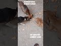 bezubaan kiSeva bejuban ki awaaz puppy baby street dog animal prayagraj