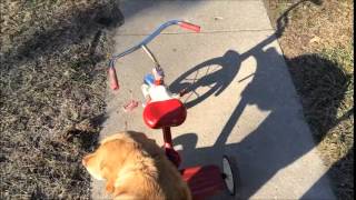 Junebug & The Little Red Tricycle