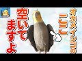 オカメインコのワキに指を入れる方法