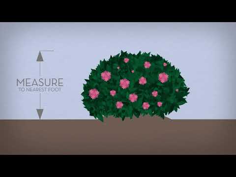 Video: Čo je kvet volavky obyčajnej: Prečítajte si o starostlivosti o kvety volavky v záhradách