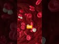 Circulatory System Explained | Blood Flow & Heart Function (Complete Guide)