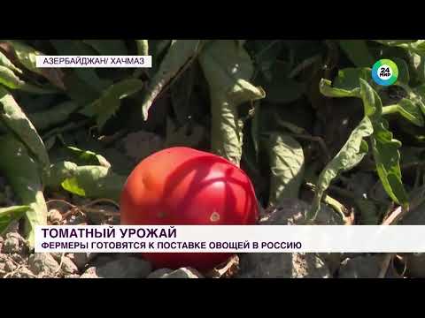 Фермеры в Азербайджане начали собирать популярный сорт помидоров «Султан»