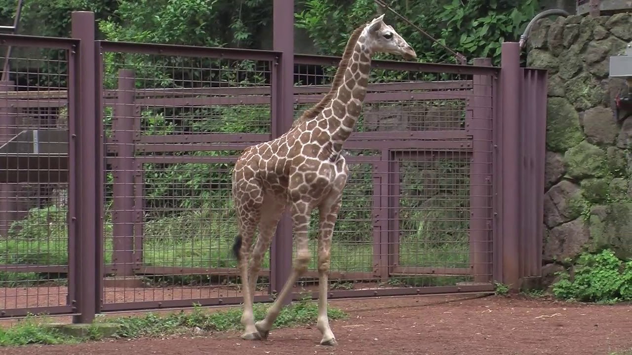 東京ズーネットbb Vol 199 キリンのヒカリ放飼場デビュー Youtube