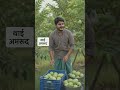 Giant Thai Guava Farming: Harvesting Fresh &amp; Sweet Fruits! 🍈🌳 #shortsfeed