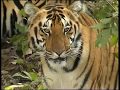 Kanha National Park: Documentary by MPTourism