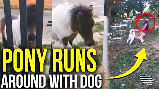 Pony Stands by a Gate After It Went Outside Then Lady Gets It in and It Runs Around With Dog