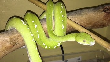 Green tree pythons - chondros