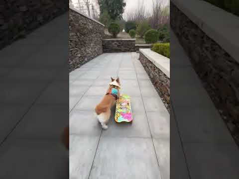 Funny video | funny Short 😂😂
