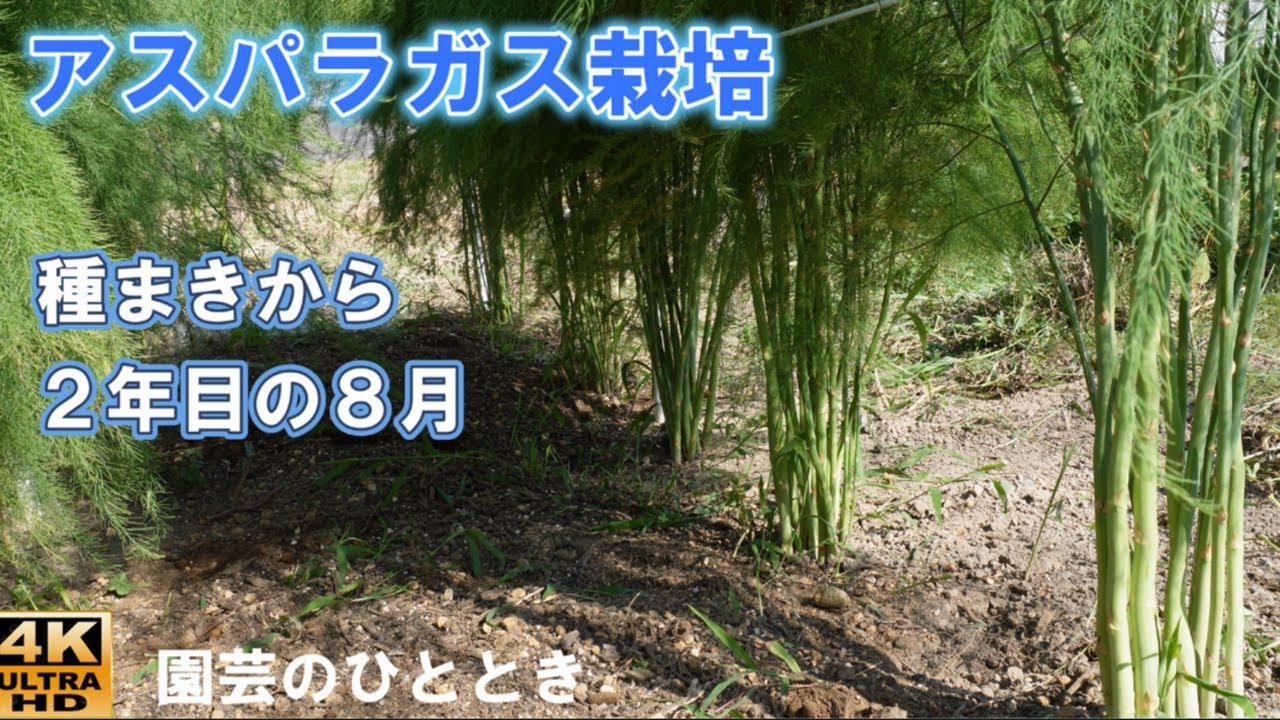 アスパラガス栽培　「種まきから２年目の８月」