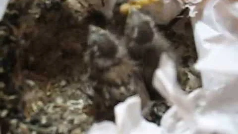 Sparrow feeding