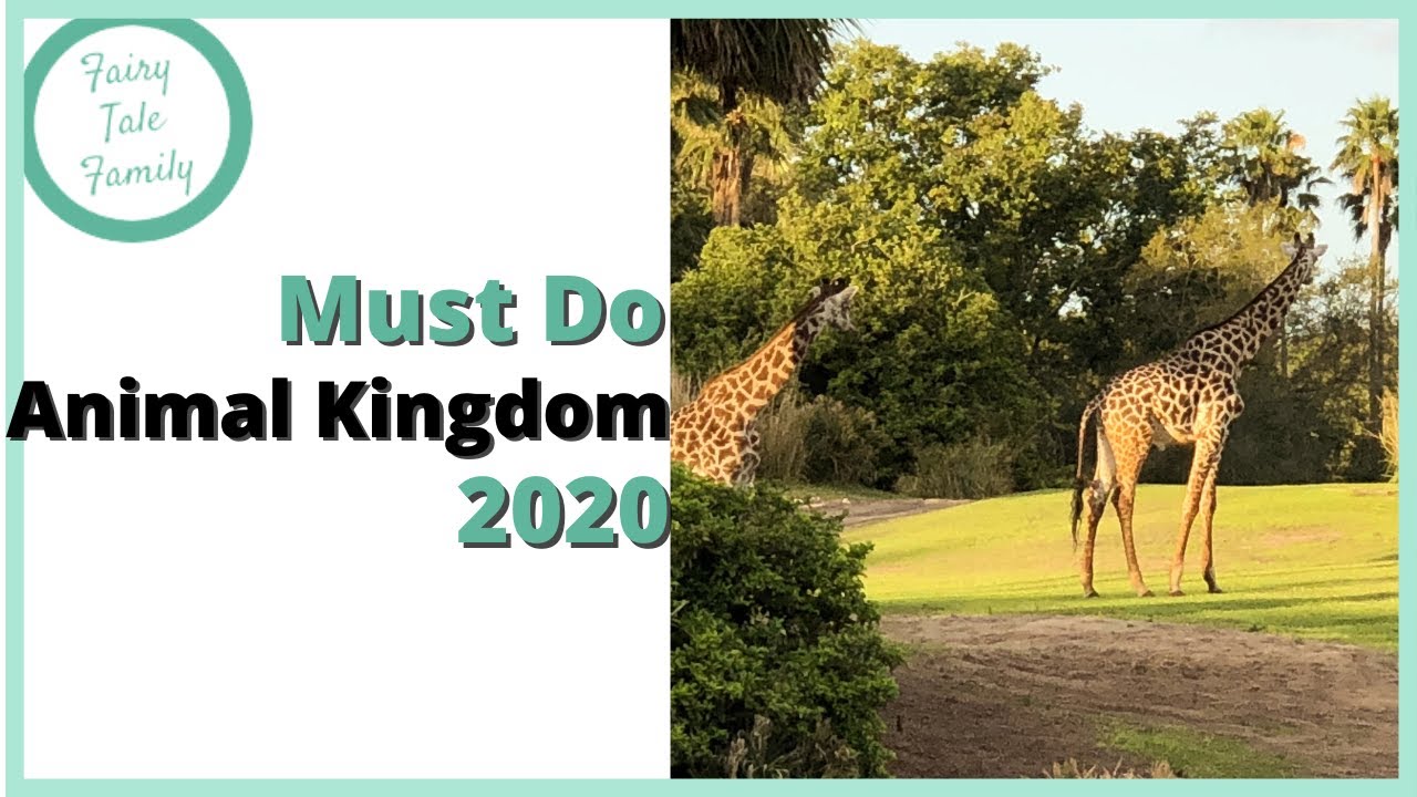 My Top 10 Must Do's at Animal Kingdom - YouTube