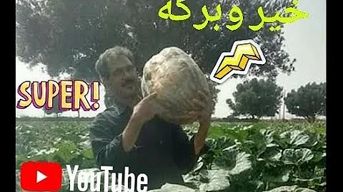 مزرعة القرع العسلي