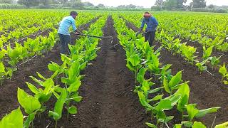 Haldi ki kheti Turmeric farming (part 11)