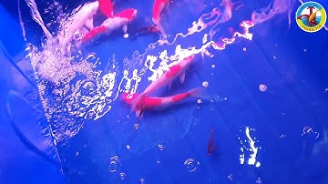 Làm Thế Nào Để Đạt Được Nước Hồ Cá Trong Vắt và Không Hôi Tanh Với Bí Quyết Đơn Giản