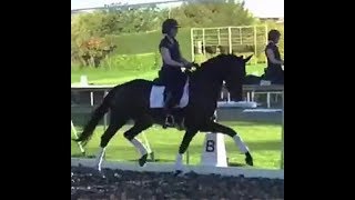 2011 KWPN mare by JAZZ 16.2 hh /168 cm www.sporthorses-online.com
