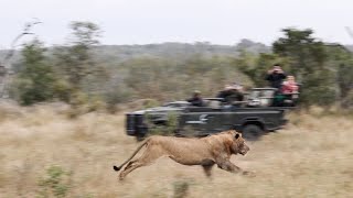 INTERACTION OVERLOAD. Lions, buffaloes, hyenas, other lions and an elephant... All in one sighting!