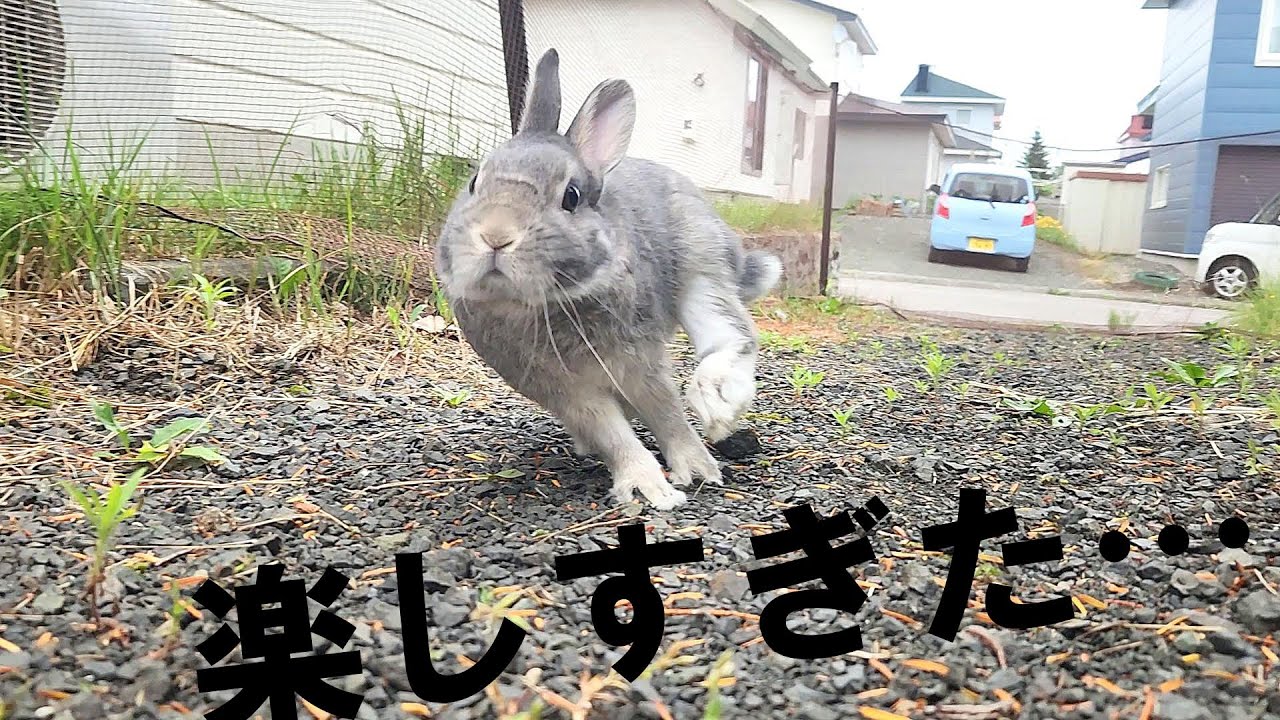 外が楽しすぎてジャンプ！ダッシュ！するウサギにほっこり癒される動画