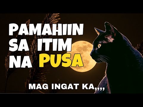 Video: Ano Ang Mangyayari Kung Ang Isang Itim Na Pusa Ay Tumawid Sa Kalsada