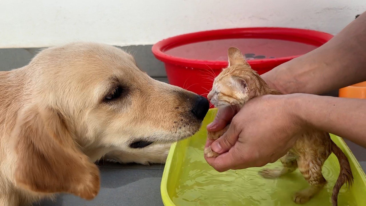 Scared Kitten’s First Bath — His Golden Retriever “Mom” Never Leaves