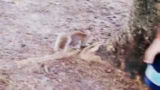 Crazy ass squirrel !