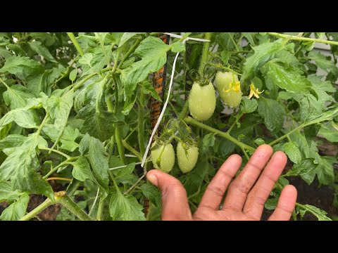 Growing Roma tomatoes from seed super simple!