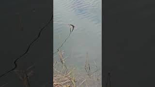 carpe sombre de graviere #carp #carpfishing #carpe #szaman #boisfrançais