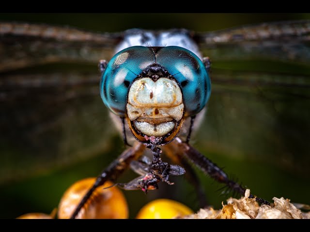Watch Field Note 📒 Oklahoma's Dragonflies and Damselflies on YouTube.