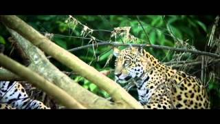 Once Upon A Forest - Official Uk Trailer - From The Creators Of The Fox And The Child