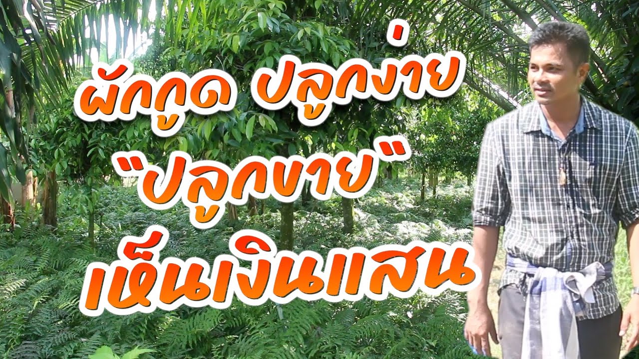 ผักกูด ปลูกง่าย สร้างรายได้ทั้งปี  #ปลูกผักกูด