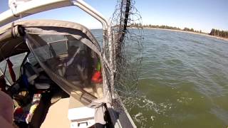 Willapa Bay 8-21,22-2013