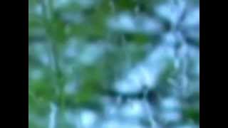 Senor, Sana Mi Corazon.wmv chords