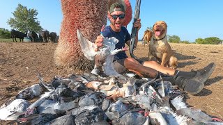 Solo Pigeon Hunt 57 Birds Plus a Banded Homer!! I Called The Owner...